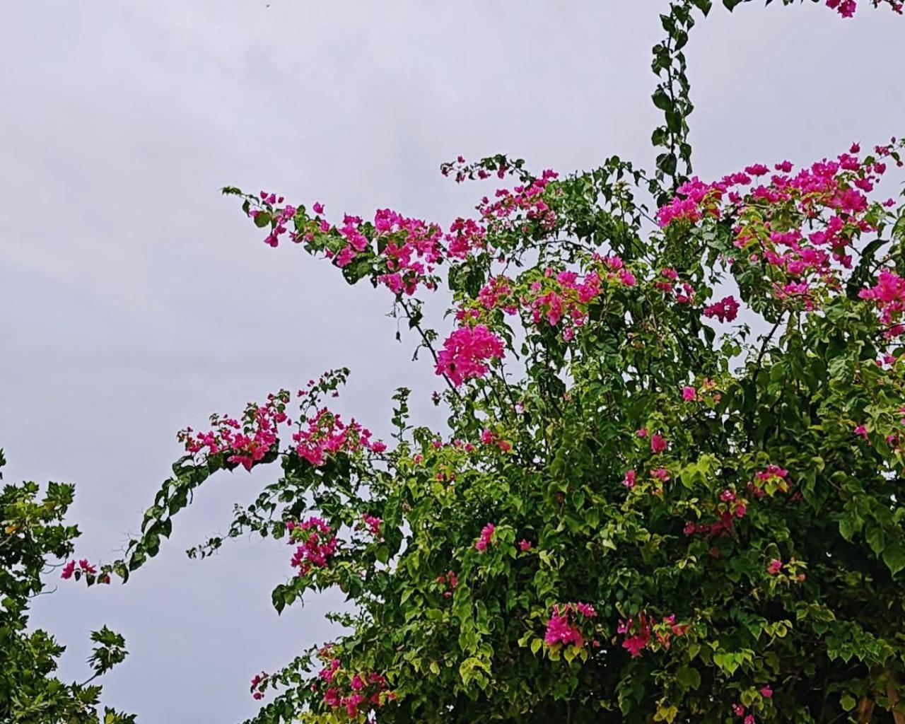 Bougan Villea Retreat Bodufolhudhoo Exterior foto